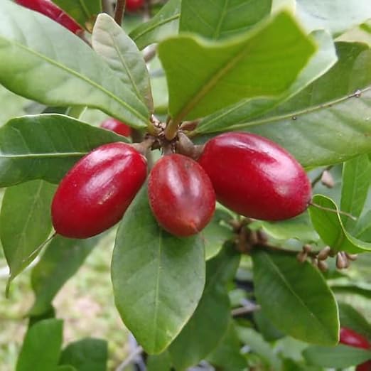 Miracle Fruit Seeds (Synsepalum dulcificum) Packet of 3 Seeds | perennial fruiting plant fruit crop grown for edible fruit.
