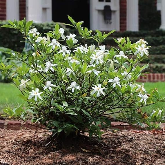 Brighter Blooms Dwarf Radicans Gardenia Shrub, 1 Gallon