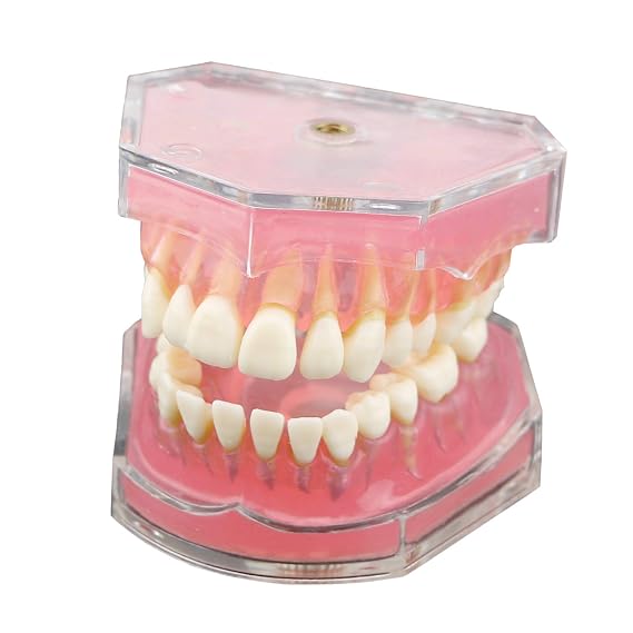 Dental Soft Gum Standad Typodont Study Model with 28pcs Removable Teeth (Model)